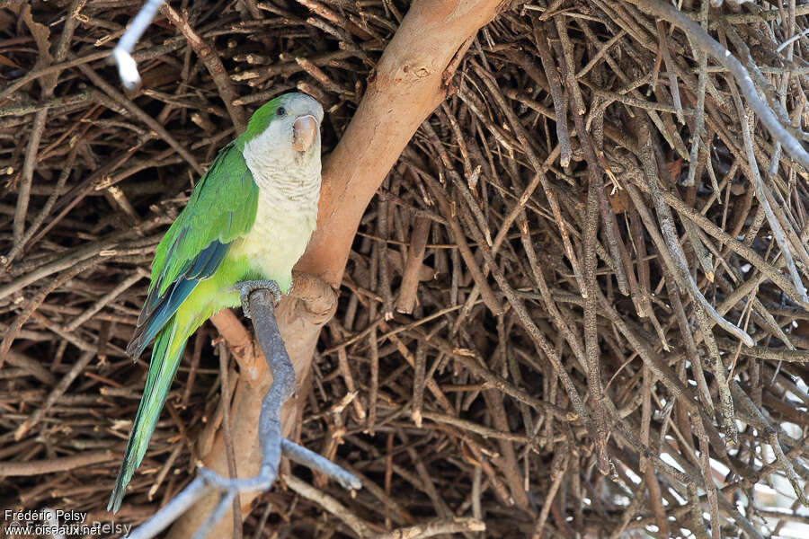 Monk Parakeetadult, identification, Reproduction-nesting