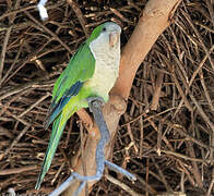 Monk Parakeet