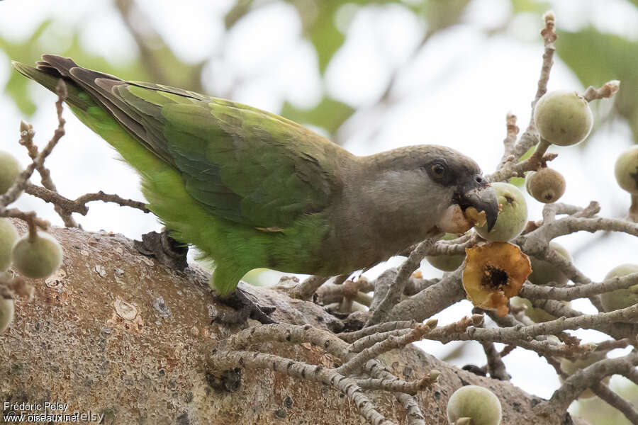 Brown-headed Parrotadult, eats