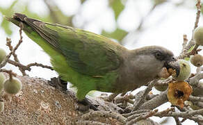 Brown-headed Parrot