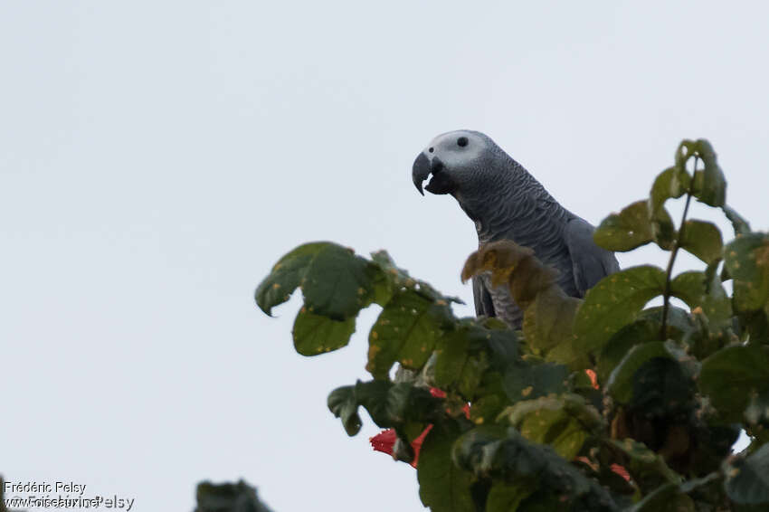 Grey Parrotadult, close-up portrait