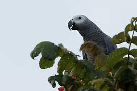 Grey Parrot