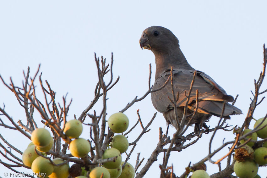 Lesser Vasa Parrot