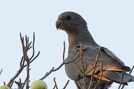 Lesser Vasa Parrot