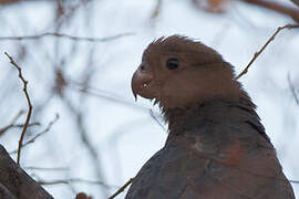 Lesser Vasa Parrot