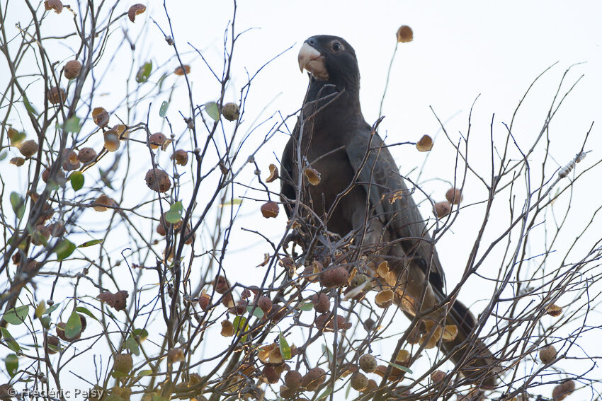 Greater Vasa Parrotadult