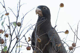 Greater Vasa Parrot