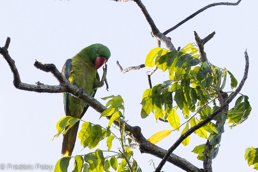 Great-billed Parrot