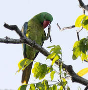 Great-billed Parrot