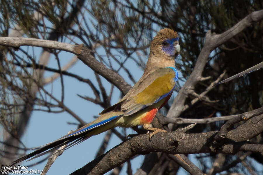 Perruche à bonnet bleuadulte, identification