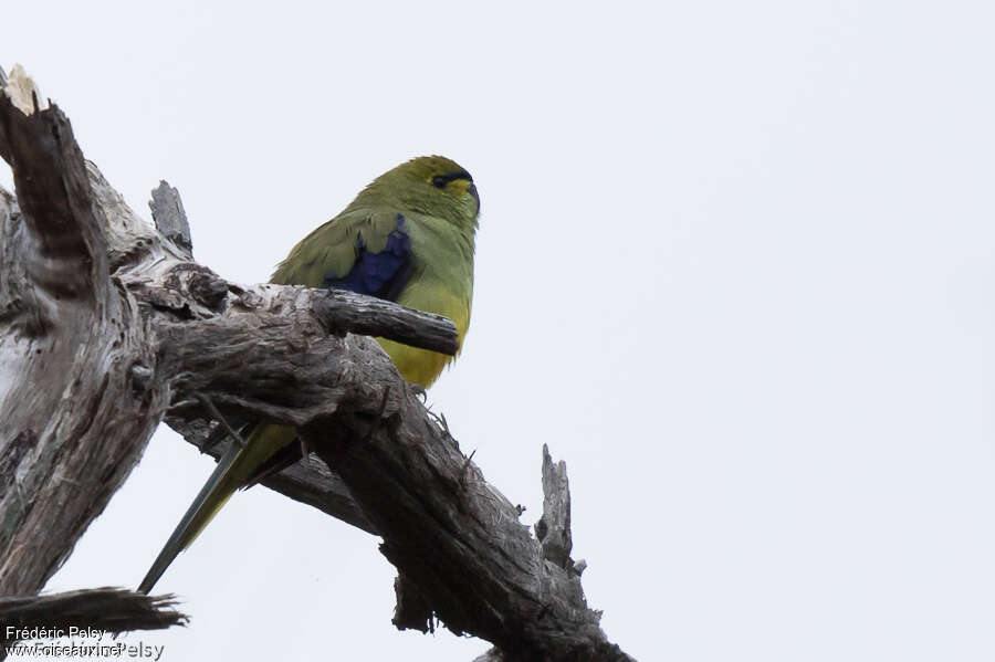 Blue-winged Parrot