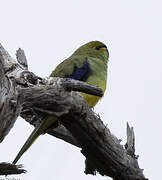 Blue-winged Parrot