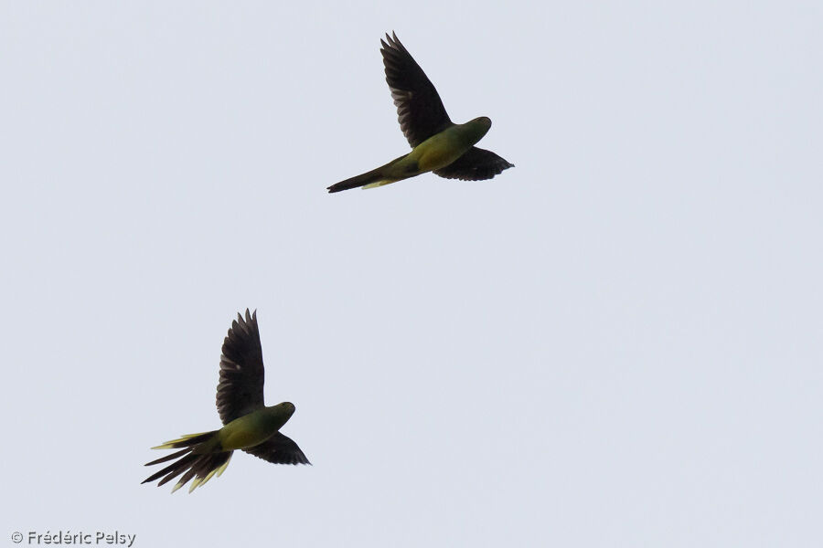 Blue-winged Parrot, Flight