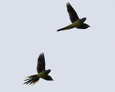 Blue-winged Parrot