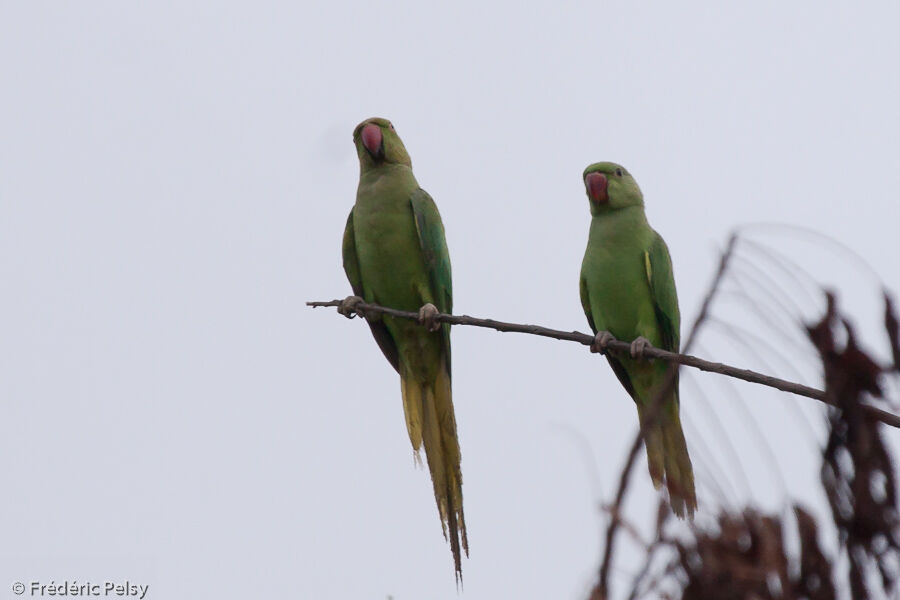 Rose-ringed Parakeet