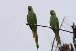 Rose-ringed Parakeet