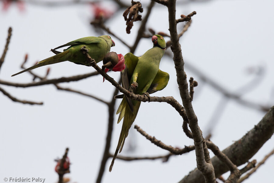 Rose-ringed Parakeet