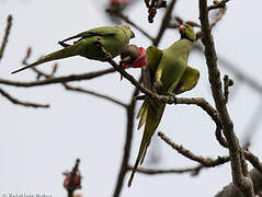 Rose-ringed Parakeet