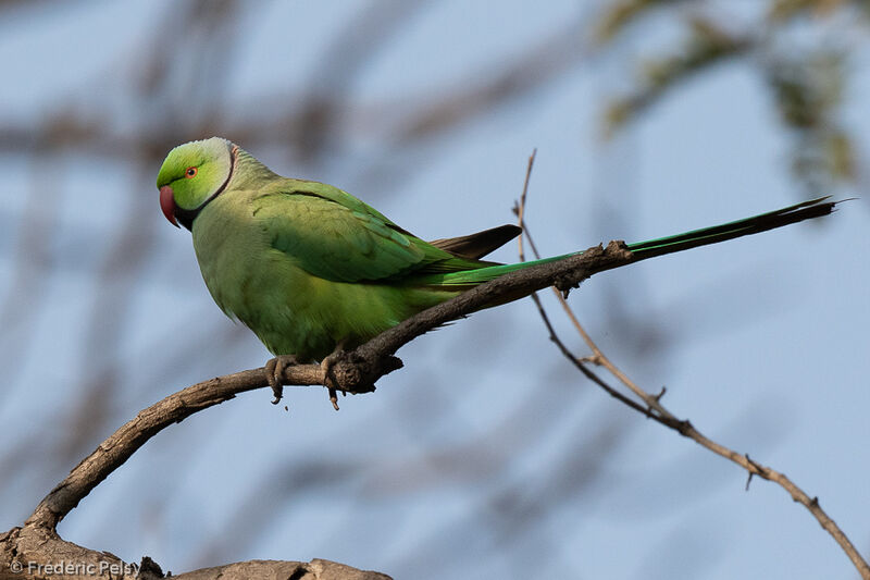 Rose-ringed Parakeet male