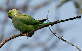 Rose-ringed Parakeet