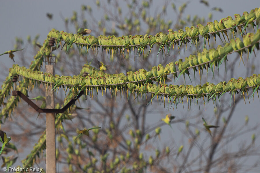 Rose-ringed Parakeet