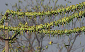 Rose-ringed Parakeet