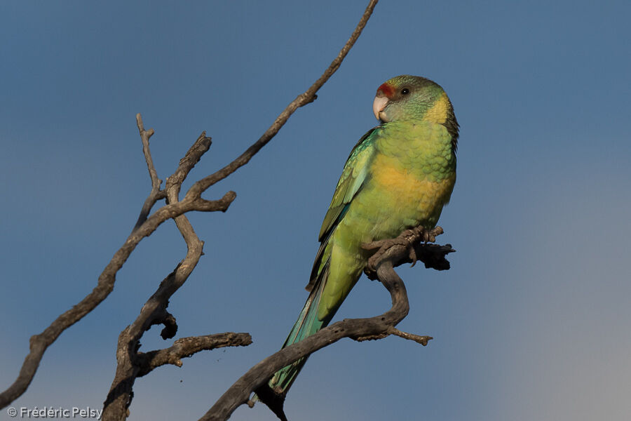 Australian Ringneck