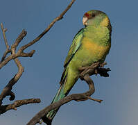 Australian Ringneck