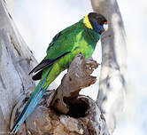 Perruche à collier jaune