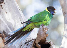 Perruche à collier jaune