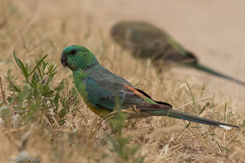 Red-rumped Parrot male