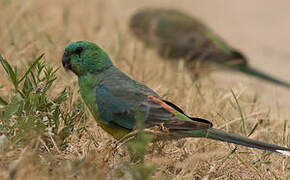 Red-rumped Parrot