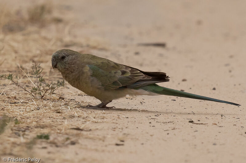 Red-rumped Parrot female