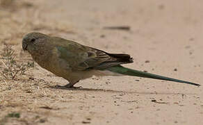 Red-rumped Parrot