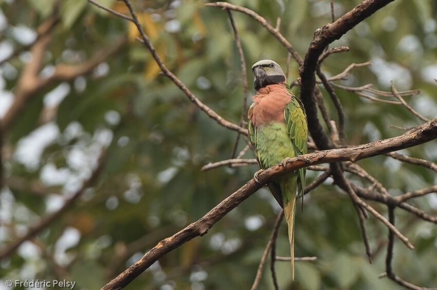 Red-breasted Parakeet female adult, identification