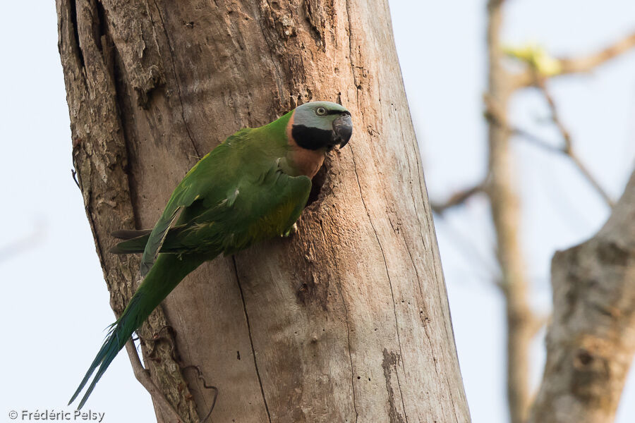 Red-breasted Parakeet female adult