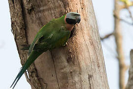 Red-breasted Parakeet