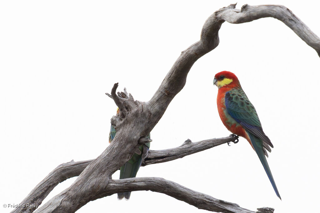 Western Rosella