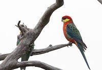 Perruche à oreilles jaunes