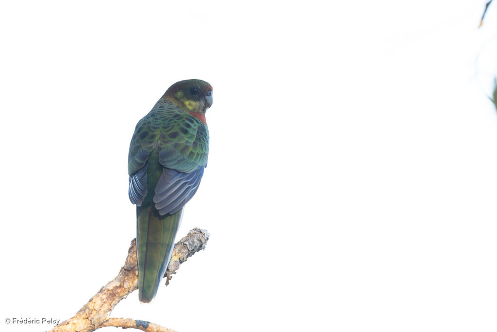 Western Rosella
