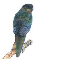 Perruche à oreilles jaunes