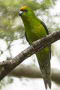 Yellow-crowned Parakeet