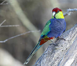 Perruche à tête pourpre