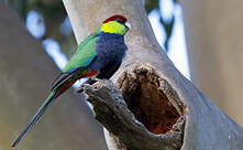 Perruche à tête pourpre