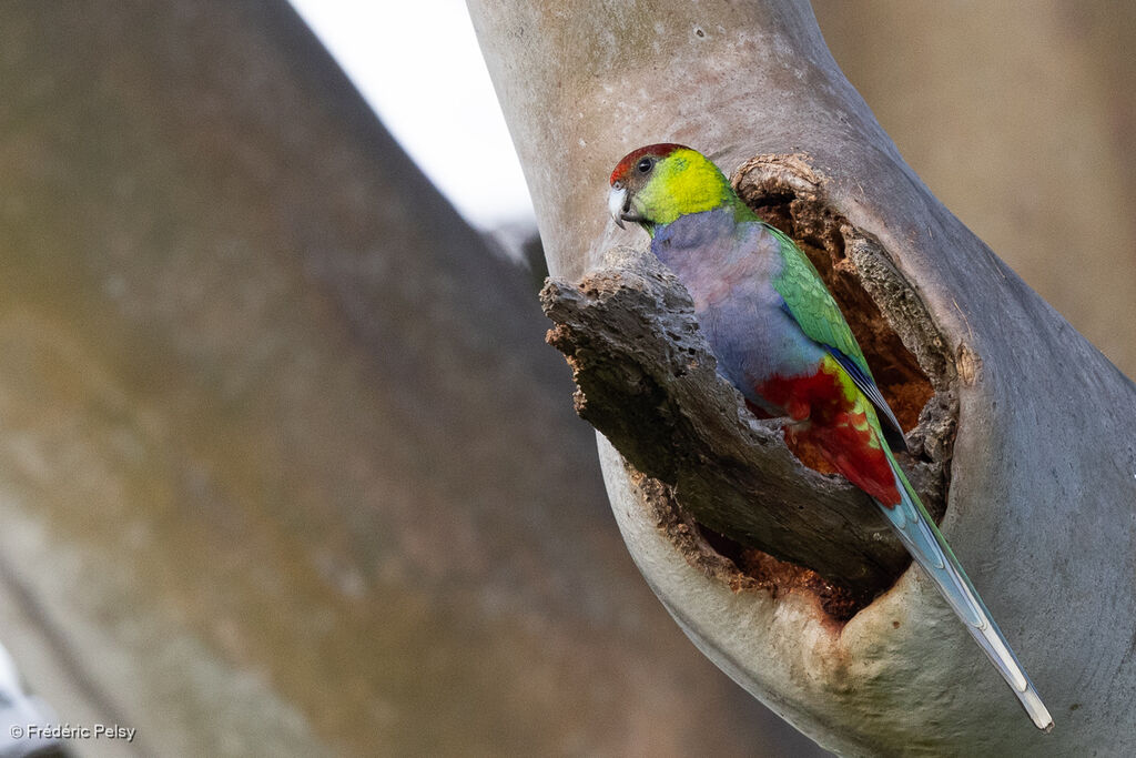 Red-capped Parrot