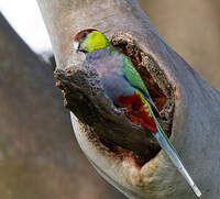 Perruche à tête pourpre