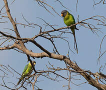 Plum-headed Parakeet