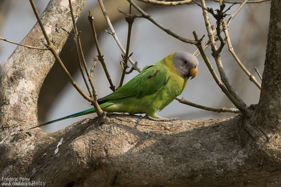 Blossom-headed Parakeet female adult