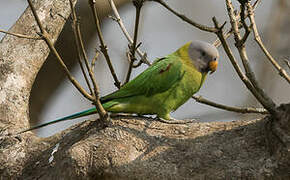 Blossom-headed Parakeet