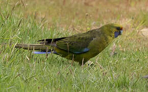 Green Rosella